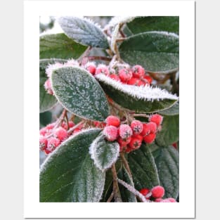 Frost Berries: close-up photo of red berries and green leaves with white frost Posters and Art